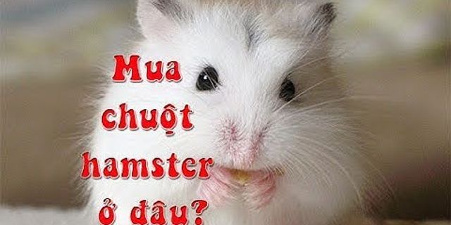 Mua chuột hamster ở đâu