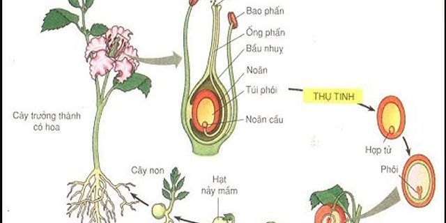 Nêu sự khác nhau giữa sơ đồ duy trì ở cây tự thụ phấn và cây thụ phấn chéo