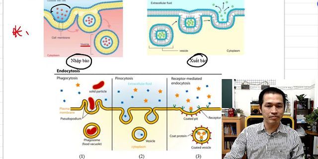 Nhập bào và xuất bào được sử dùng để vận chuyển qua màng các chất như thế nào