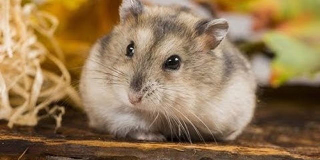 Những động tác của chuột hamster có ý nghĩa gì