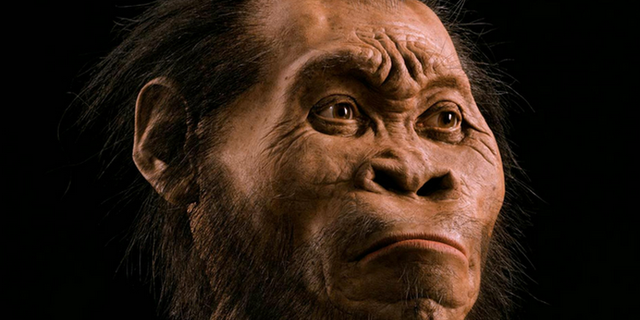 Orang yang pertama kali menemukan fosil manusia purba di daerah ngandong ngawi jawa timur adalah