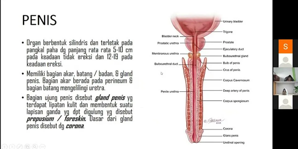 Organ manakah yang termasuk kelenjar aksesoris pada sistem reproduksi pria