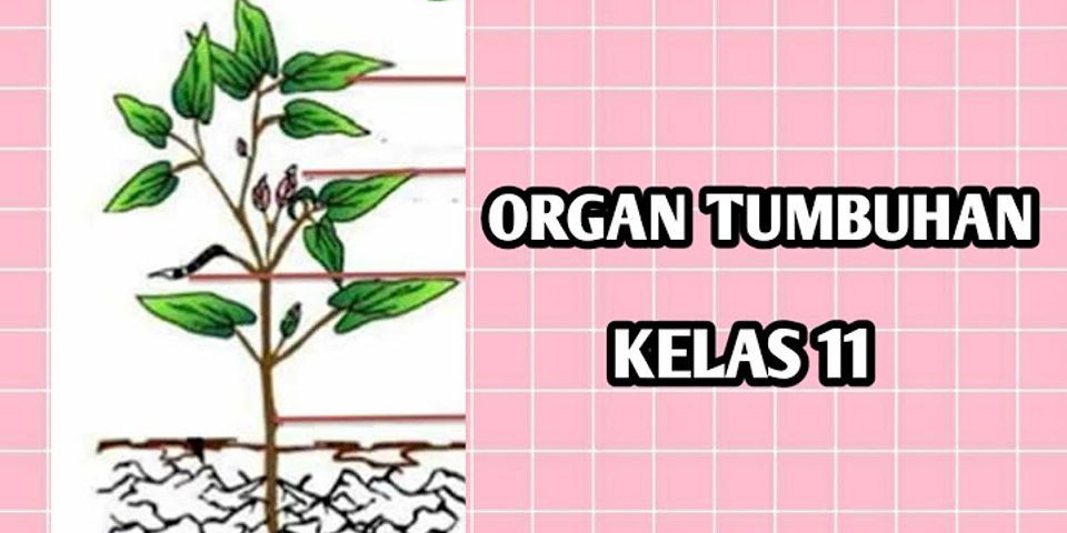 Organ pada tumbuhan yang berfungsi sebagai alat reproduksi adalah a akar b daun c bunga d batang