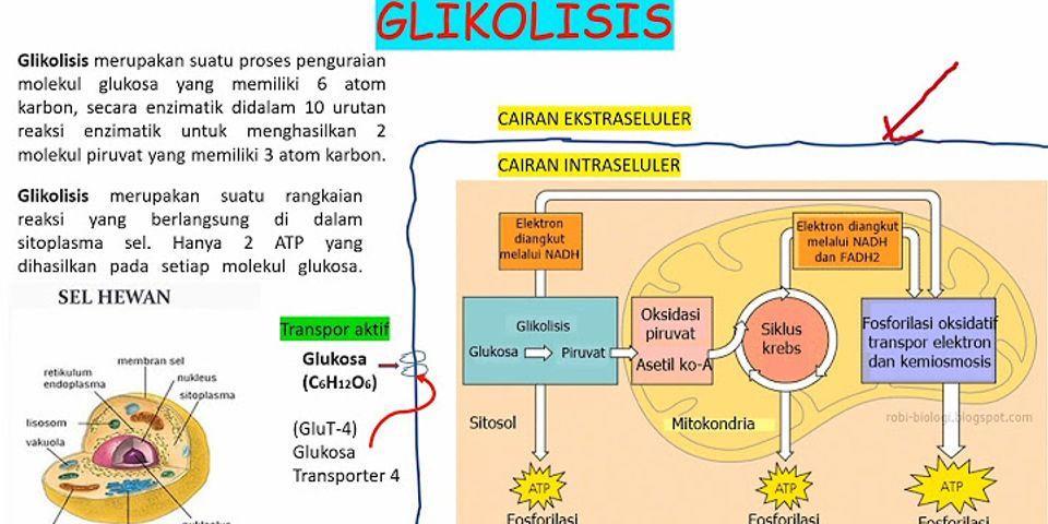 Pada awal glikolisis terjadi fosforilasi yang berlangsung dengan bantuan