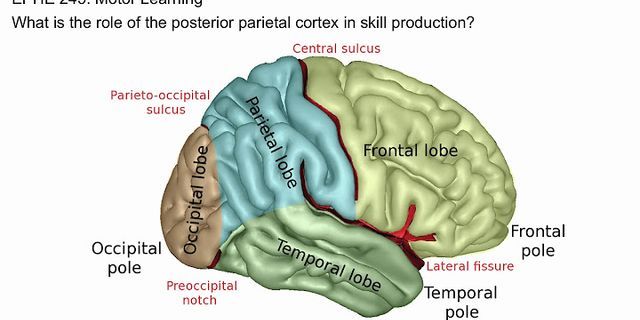 Parietal cortex là gì