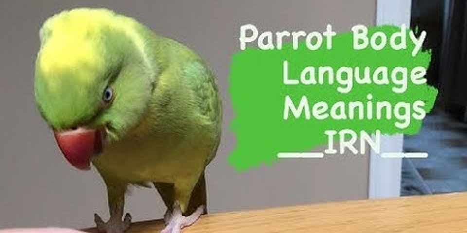 Parrot nghĩa là gì