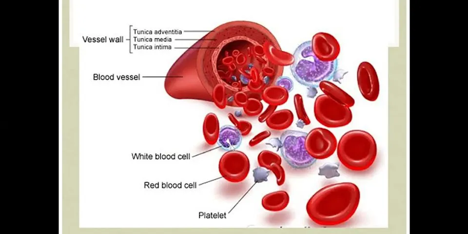 Pembuluh darah yang berisi darah yang mengandung CO2 adalah vena