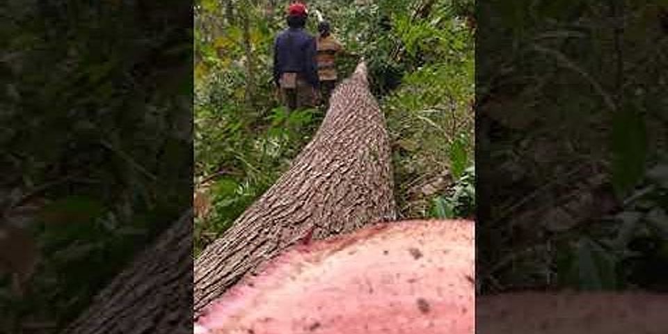 Penebangan hutan dengan cara memilih tanaman yang tua disebut