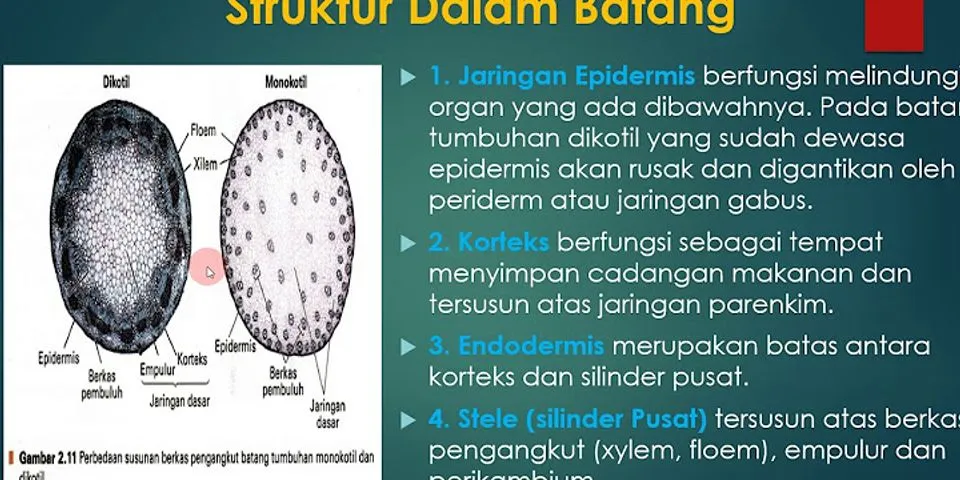 Perbandingan struktur jaringan yang menyusun akar, batang, dan daun