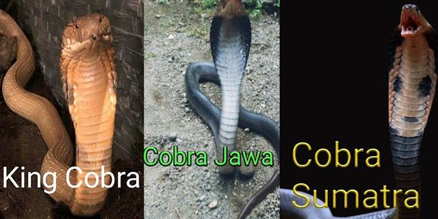 perbedaan king cobra dan cobra