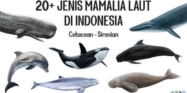Ikan lumba-lumba dan paus merupakan mamalia laut yang bernapas menggunakan