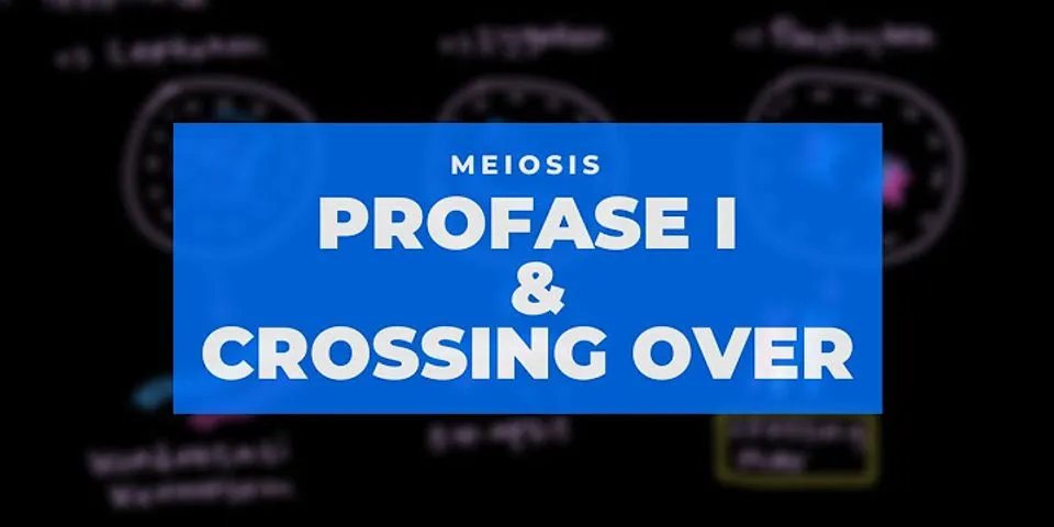 Perbedaan yang jelas antara proses meiosis dan mitosis pada fase profase 1 yaitu