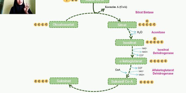 Perhatikan Diagram Tahap Siklus Krebs Berikut Tahap Yang Menghasilkan 8196