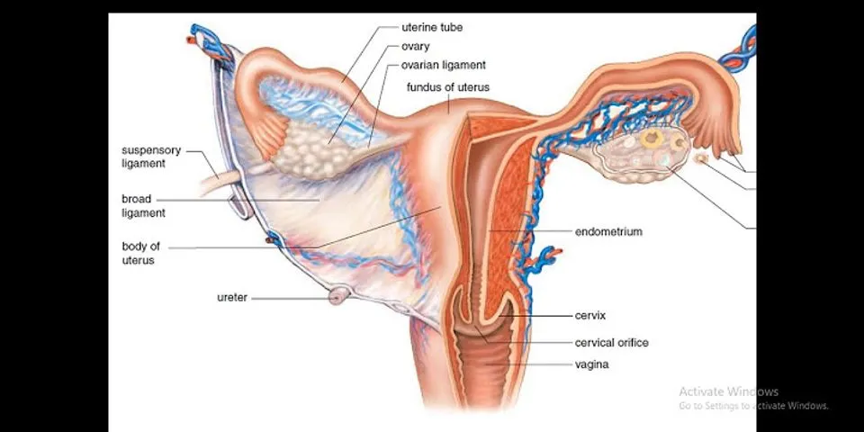 Perhatikan gambar alat reproduksi wanita berikut ini organ Z dan fungsinya adalah
