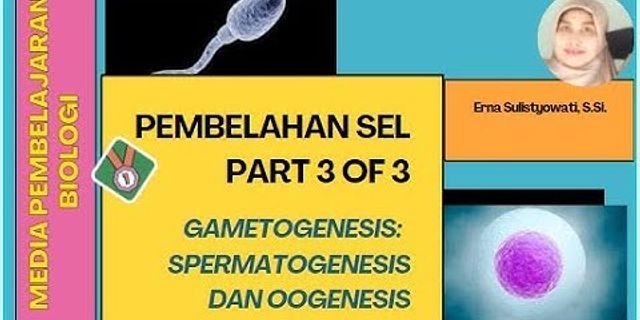 Lengkapilah skema proses spermatogenesis berikut ini