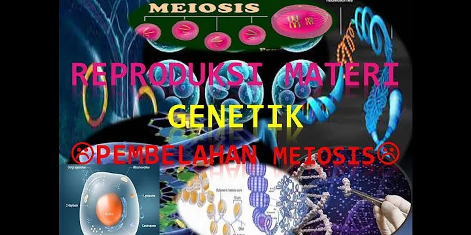 Peristiwa yang terjadi pada profase dari meiosis i adalah …