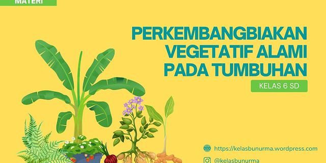 Perkembangbiakan vegetatif alami dan buatan yang dapat digunakan untuk memperbanyak tanaman tebu