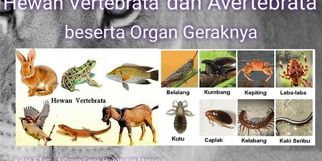 Pernyataan yang benar tentang perbedaan hewan dalam kelas vertebrata adalah