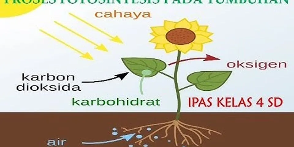 Proses fotosintesis terjadi di organel tumbuhan yang disebut brainly