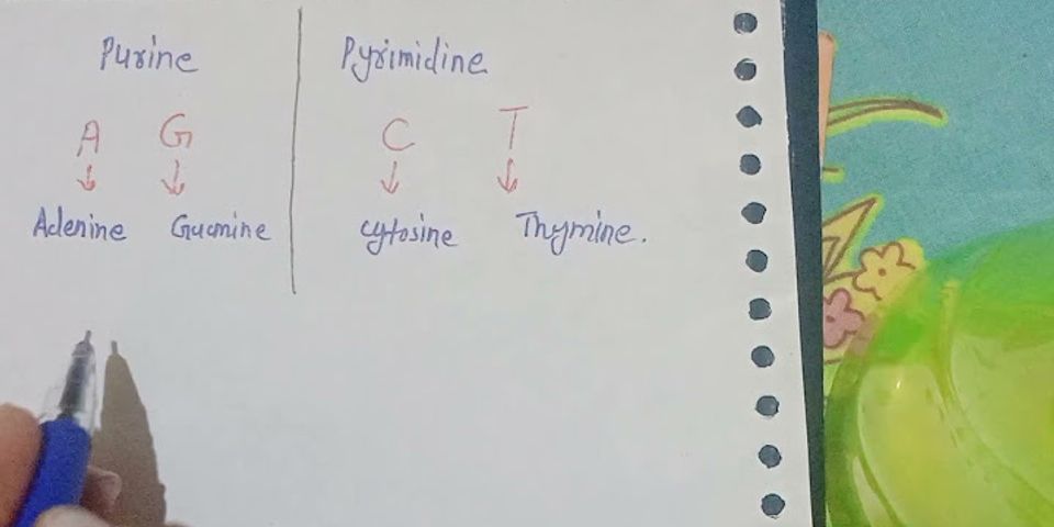Purin và pyrimidin là gì
