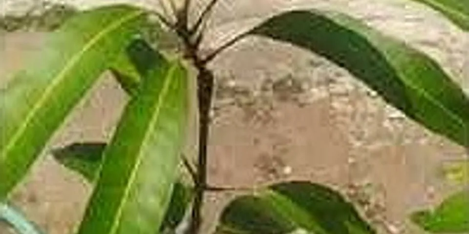 Purnama mempunyai 2 batang bibit mangga dengan umur dan tinggi yang hampir sama