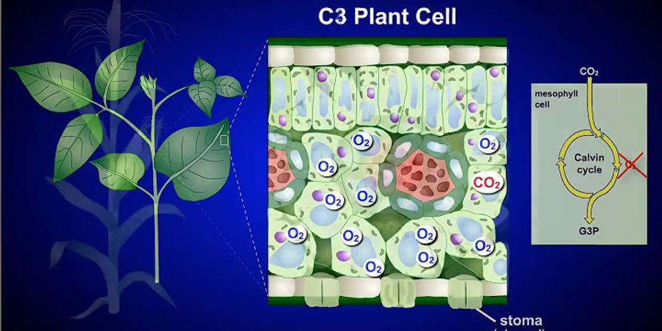 Quang hợp ở nhóm thực vật C3, C4 CAM giống nhau ở điểm nào