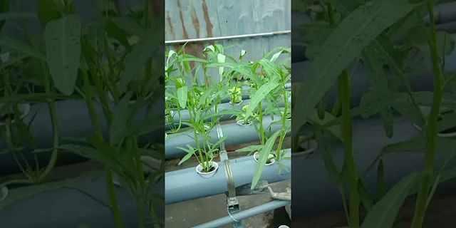 Review trồng rau thủy canh tại nhà