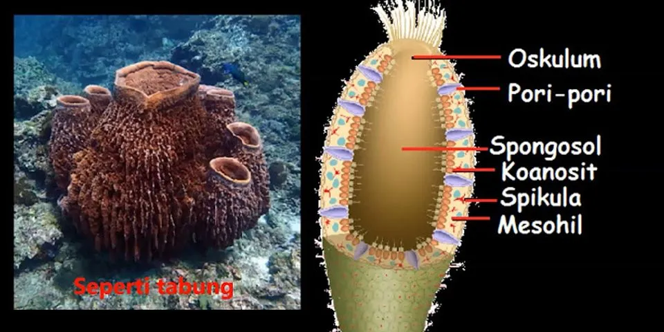 Salah satu anggota mollusca memiliki fungsi sebagai detritivor adalah