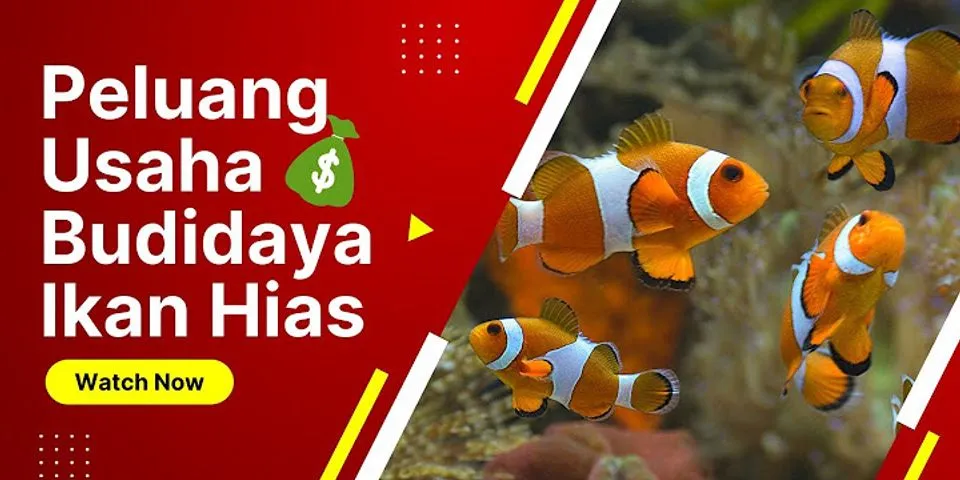Salah satu ikan hias air tawar yang merupakan spesies asli Indonesia adalah