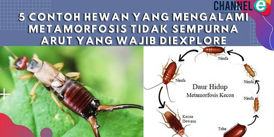 Sebutkan 2 contoh serangga yang mengalami metamorfosis tidak sempurna