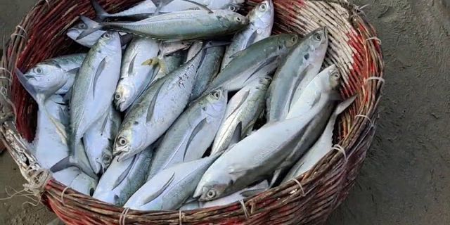 Sebutkan 5 contoh upacara tradisi nelayan untuk penangkapan ikan yang ada di Indonesia