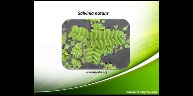 Sebutkan 6 perbedaan tumbuhan Lumut (Bryophyta dengan tumbuhan paku (Pteridophyta))
