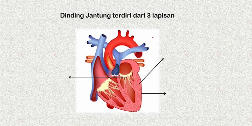 Sebutkan Alat Alat Peredaran Darah Dan Apa Fungsinya?