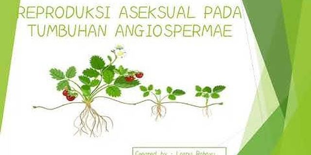 Sebutkan apa saja organ yang berperan dalam proses reproduksi aseksual tumbuhan angiospermae?