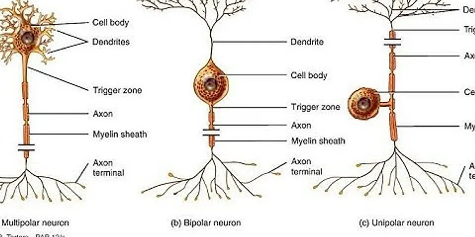 Sebutkan bagian bagian dari neuron dan apa fungsinya?