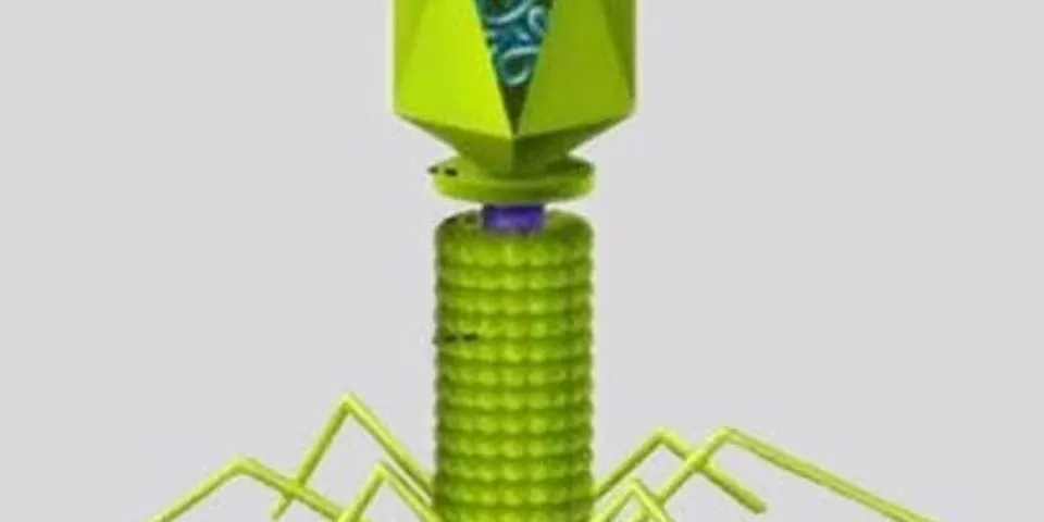 Sebutkan dan jelaskan bagian struktur tubuh virus bakteriofage