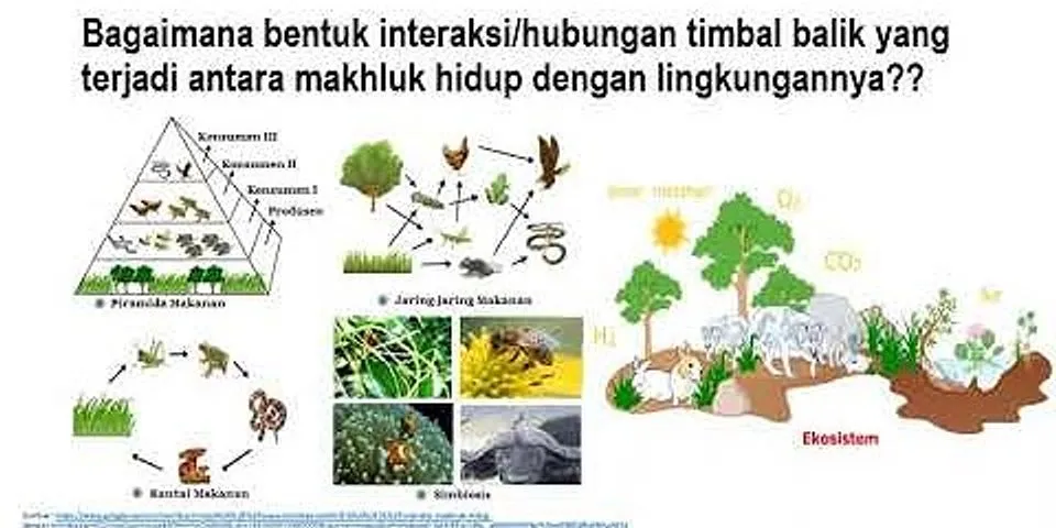 Sebutkan dan jelaskan dua kelompok permasalahan pengurusan hutan di Indonesia