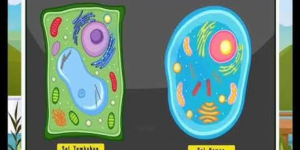 Sebutkan dan jelaskan fungsi organel-organel sel yang ada di sel tumbuhan