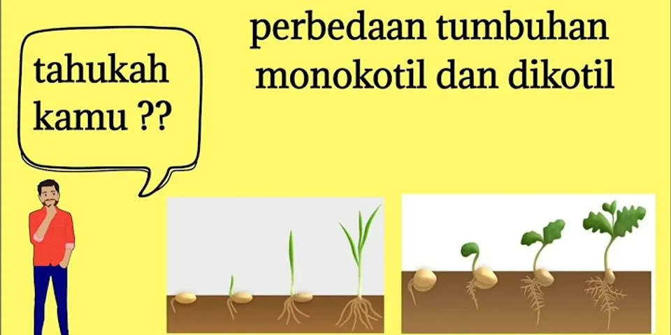 Sebutkan masing-masing dua peran menguntungkan dari tumbuhan monokotil