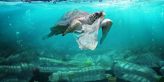 Top 10 sebutkan tiga contoh perilaku yang merupakan bentuk tanggung jawab menjaga lingkungan dari sampah 2022