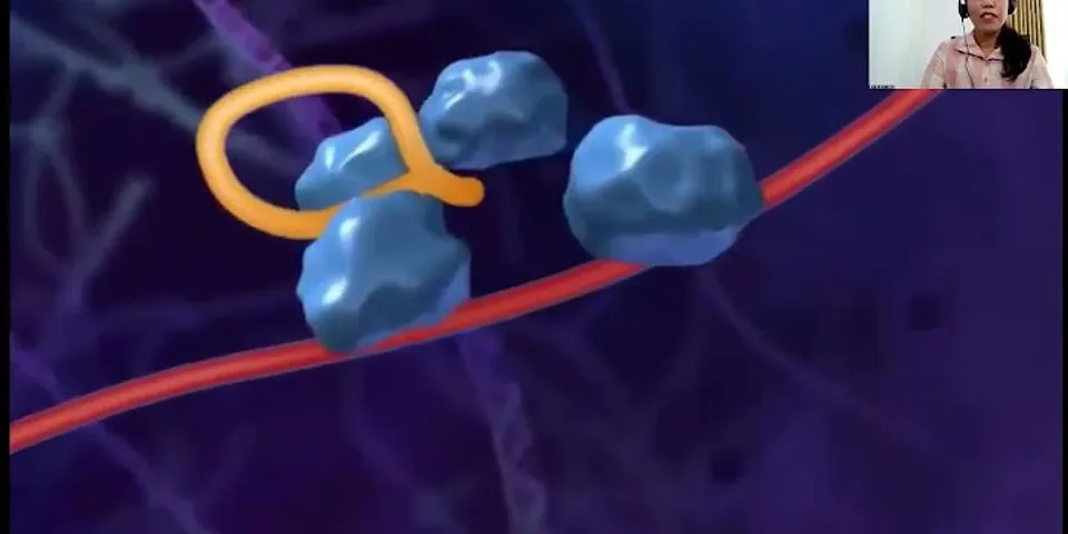 Sebutkan tiga macam RNA yang terlibat dalam sintesis protein