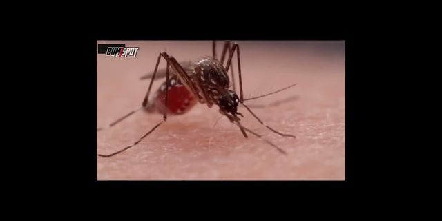 Malaria dimanakah berkembang biak nyamuk Air kotor