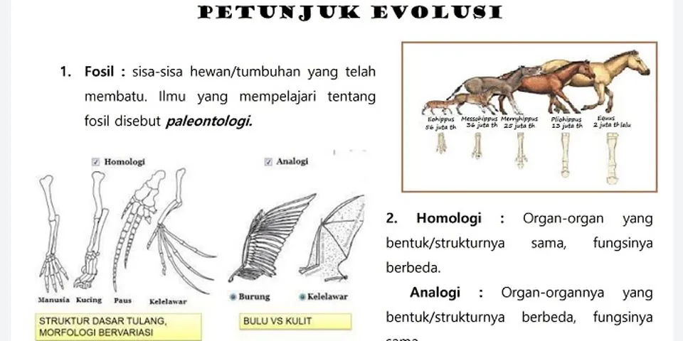Selain fosil apakah petunjuk petunjuk lain tentang evolusi