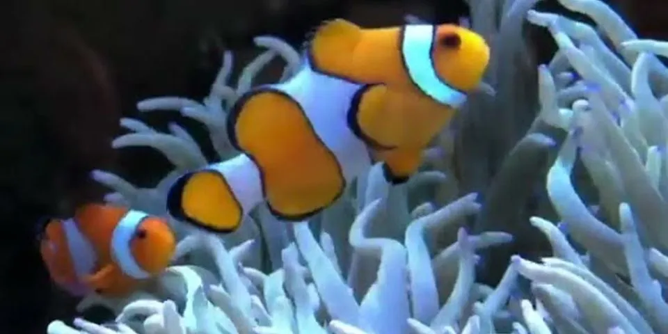Simbiosis yang terjadi pada ikan badut dan anemon laut adalah