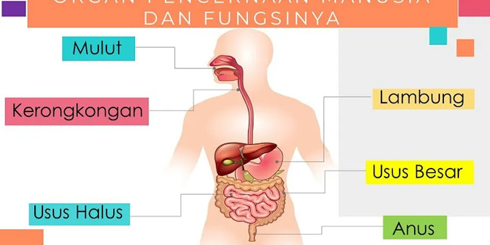 Sistem pencernaan makanan disusun oleh organ organ apa saja sebutkan fungsinya?