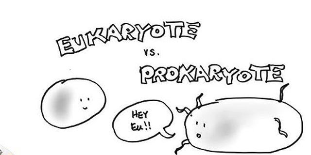 So sánh eukaryote và prokaryote