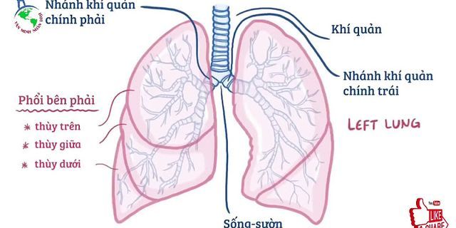 So sánh sự trao đổi khí ở phổi và mô