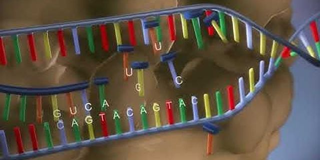 Sự khác nhau giữa ADN ARN và protein