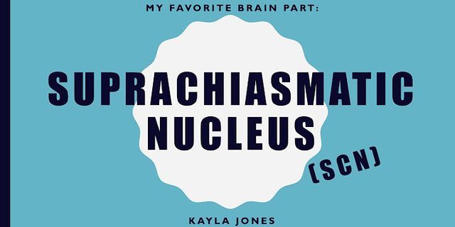 Suprachiasmatic nucleus là gì
