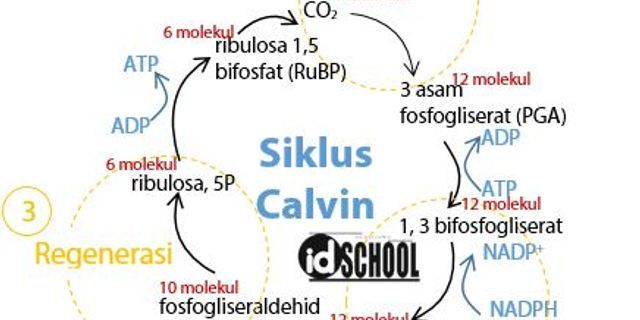 Pengertian Dan Tahapan Siklus Calvin Pada Tumbuhan Gu